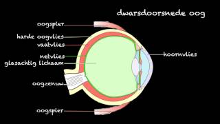 Hoe werkt het oog accommoderen [upl. by Adnole651]