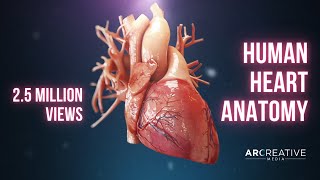 Human Heart Anatomy 3D Medical Animation [upl. by Schechter]