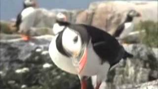 Puffin Dance [upl. by Aryan]