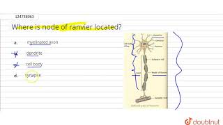 Where is node of ranvier located [upl. by Erehs872]