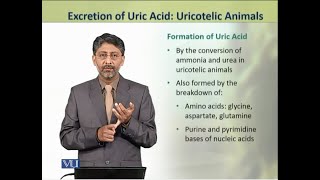 Excretion of Uric Acid Uricotelic Animals  Animal Physiology amp Behavior Theory  ZOO502TTopic190 [upl. by Donella49]