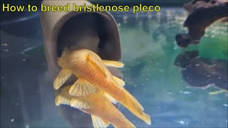 Breeding bristlenose pleco ancistrus  How to breed bristlenose pleco and care for pleco fry [upl. by Eralc]