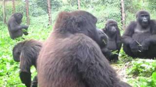 Orphan Gorillas Sing While Eating Banana Trees [upl. by Ernest]