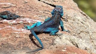 Blue Sinai Agama in Saudi Arabia [upl. by Imojean]