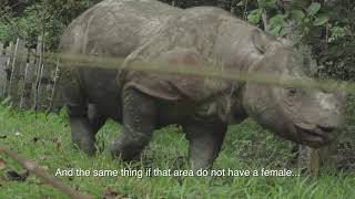 Saving Sumatran Rhino [upl. by Ahrens]