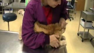 Restrain Feline for Cephalic Venipuncture [upl. by Gnil996]