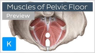 Muscles of the pelvic floor preview  Human Anatomy  Kenhub [upl. by Asilef]