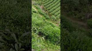 Organic Tea Garden for Lapsang Souchong Black Tea [upl. by Crowley196]