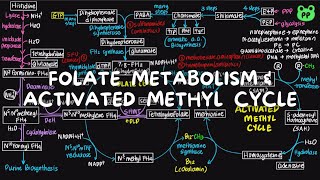 Folate Metabolism amp Activated Methyl Cycle  Nitrogen Metabolism 06  Biochemistry  PP Notes [upl. by Seko]