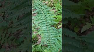 Nerecznica mocna Dryopteris affinis agg [upl. by Rese]