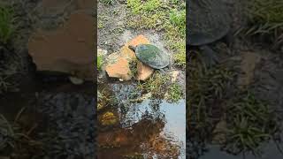 Large Turtle Basking on Rock Along Sweetwater Creek at Solary Park Oviedo Florida [upl. by Naesal]