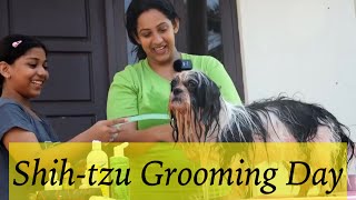 How I groom my Shihtzu [upl. by Ymmit]