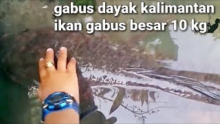 Ikan gabusharuan terbesar dayak Kalimantan 10kg [upl. by Bois574]