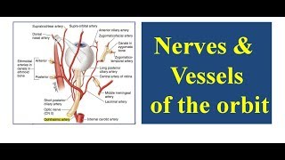 Nerves and Vessels of the Orbit [upl. by Garda118]