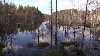 Luontoääniä Erämaassa 2016 Nature Sounds of Finnish Wilderness [upl. by Farrah]