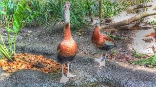 Black Bellied Whistling Duck Call [upl. by Vigen508]