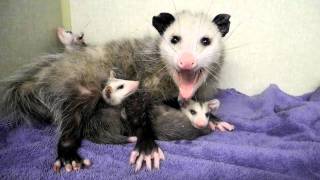 Mother Opossum and Babies 2 [upl. by Silverstein]