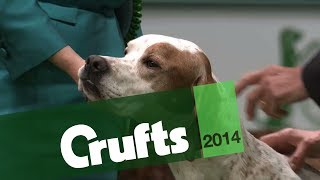 Group Judging  Gundog  Crufts 2014 [upl. by Emirak860]