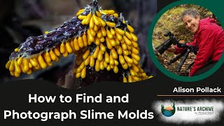 59 Alison Pollack  Finding and Photographing Slime Molds [upl. by Ymiaj]