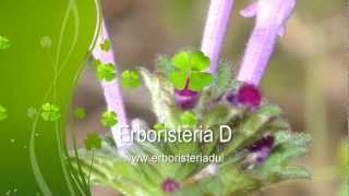 Erboristeria Video per Riconoscere Erbe Piante e Fiori di Primavera  Erboristeria Dulcamara [upl. by Ebbie]