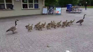 Canada geese walking their goslings to school [upl. by Lorinda264]