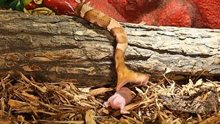 Copperheads Can Never Just Relax [upl. by Naryt]