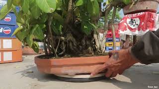 Banyan Bonsai  Bonsai ideas [upl. by Othilia]