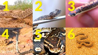 My Top 6 Snakes of Southern Africa [upl. by Atinod]