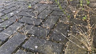 Block Paving NEEDS To Be Sanded Right ReSand This Block Paved Driveway amp Itll Be RUINED [upl. by Eitsyrhc]