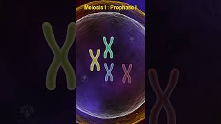 Prophase 1 meiosis  meiosis cell division shorts shortsvideo [upl. by Ayanat]