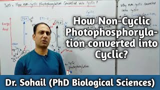 Cyclic Photophosphorylation  Difference between cyclic and noncyclic Photophosphorylation [upl. by Adnaerb]