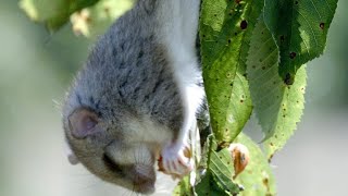 This Dormouse is Too Busy Eating to Watch for Predators [upl. by Asiela]