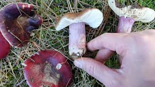 Características que identifican a Russula torulosa [upl. by Wanonah466]