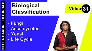 Biological Classification  NEET  Fungi  Ascomycetes  Yeast  Life Cycle  Neela Bakore Tutorials [upl. by Lynelle]