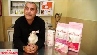 El apareamiento de los gatos  Salud felina Royal Canin [upl. by De Witt]