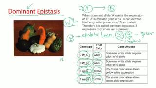 Epistasis types  dominant recessive double dominant dominant recessive epistasis [upl. by Rox51]