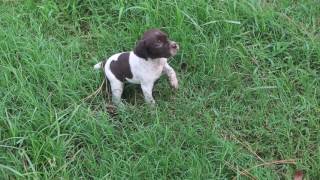 4 week old Braque Francais puppy [upl. by Akkimat687]