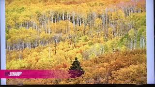 Tree Facts Quaking Aspen [upl. by Marela]