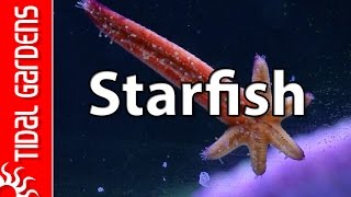 Reef Aquarium Starfish [upl. by Stoll894]