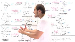 Overview of Glycolysis [upl. by Enaitsirk405]