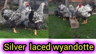 Silver laced wyandotte chicken  wyandotte chickens in Pakistan  wyandotte chicken breed [upl. by Ahsimek]