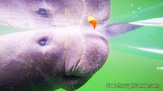 Manatees and Splash Drone Underwater Shot [upl. by Ziwot]