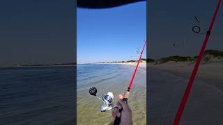 Flatties fishing longisland beach fyp beachfishing trending catchandrelease fish shorts [upl. by Janenna]