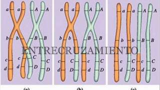 MEIOSIS PARA UN APRENDIZAJE DIDÁCTICOwmv [upl. by Rubbico670]