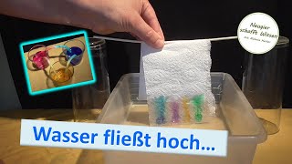 Wasser fließt hoch Experimente zu Adhäsion und kommunizierende Röhren für Kinder [upl. by O'Conner]