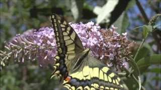 Swallowtail Butterflies Papilio machaon [upl. by Akeylah960]