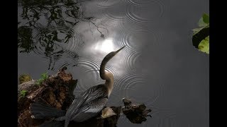 Anhinga Trail  Everglades [upl. by Duleba368]