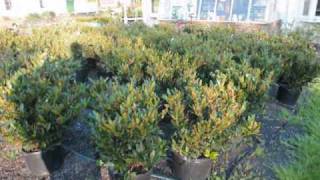 Trees and shrubs we sell and plant [upl. by Anned]