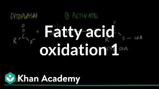 Fatty Acid Oxidation  Part I [upl. by Nnazil905]