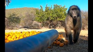 Blowgun Baboons and Danger [upl. by Corrina802]